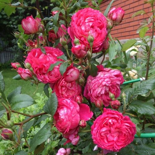 Diszkrét illatú rózsa - Rózsa - Crédit Mutuel - Online rózsa vásárlás